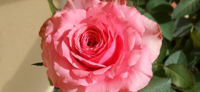 růžová růže