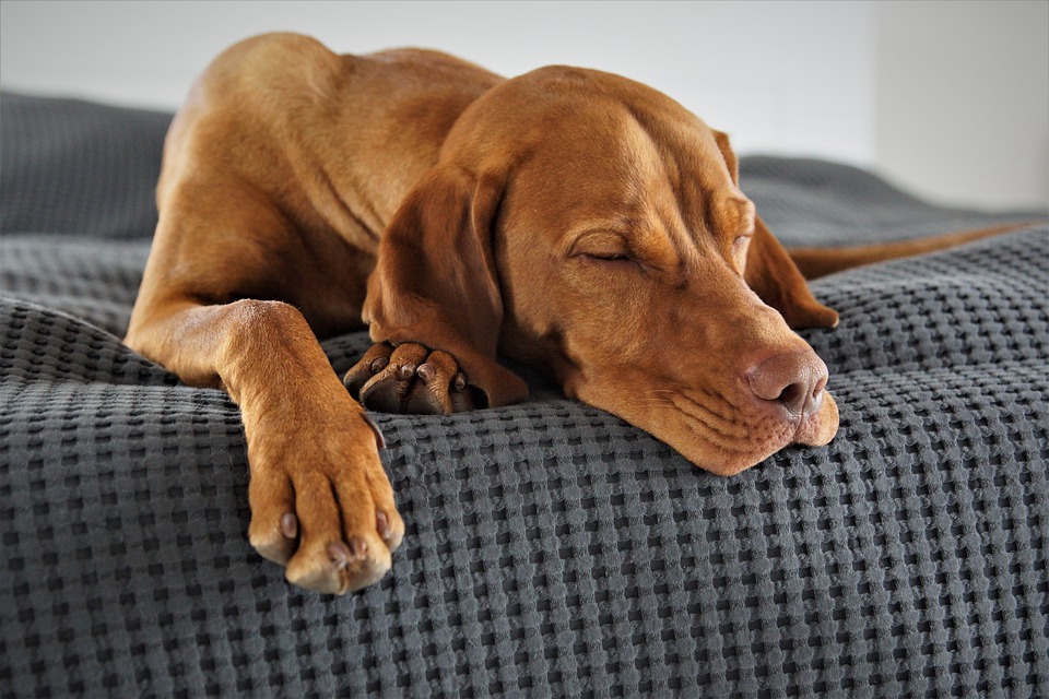 psík na matraci